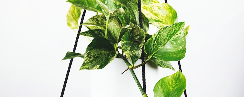 皇家马德里足球队在伯纳乌球场庆祝胜利的宏大场面